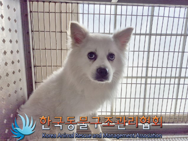 한국동물구조관리협회_411307202500002