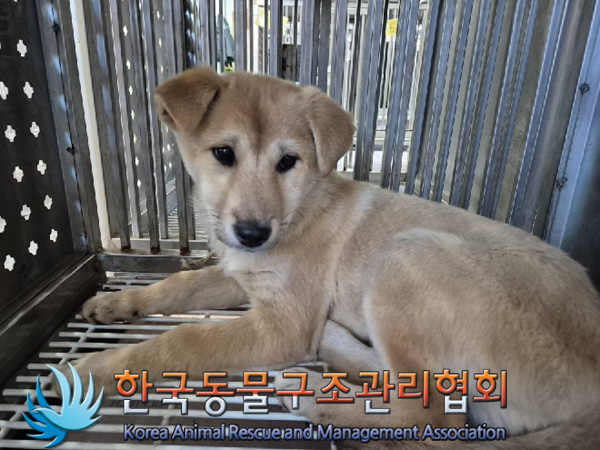 한국동물구조관리협회_441414202500003