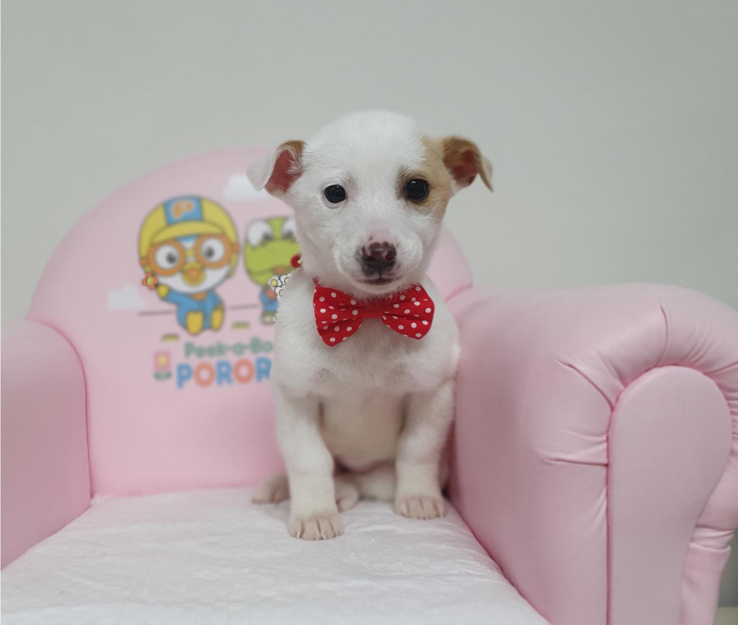 창원유기동물보호소_448567202500018