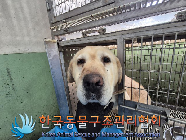 보호중 라브라도 리…