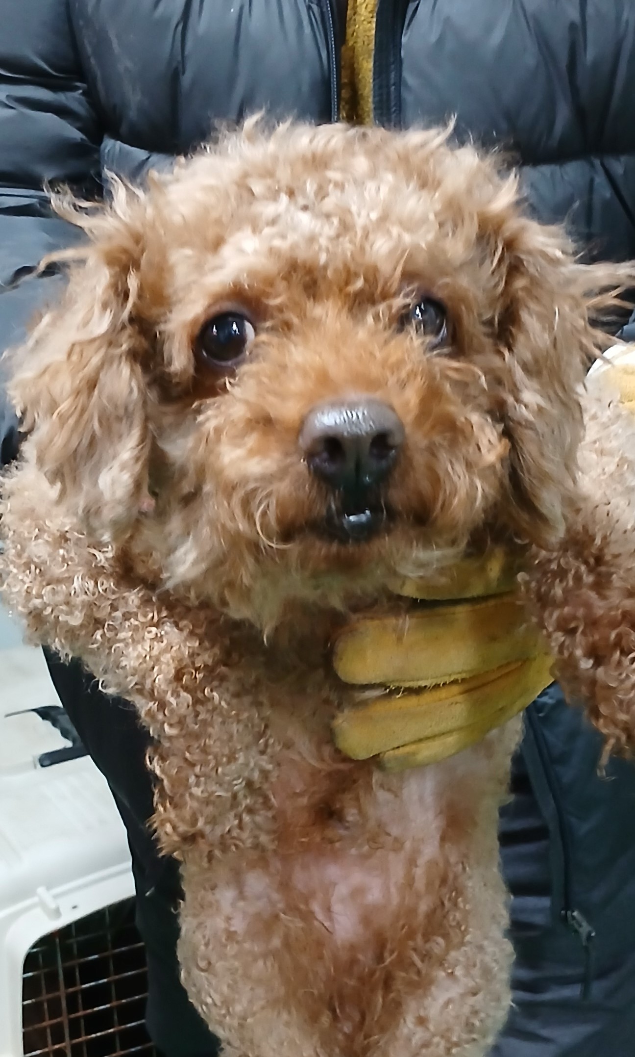 대구유기동물보호협회_427345202500003