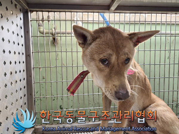 한국동물구조관리협회_441409202500025