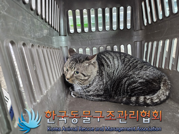 종료(입양) 한국 …