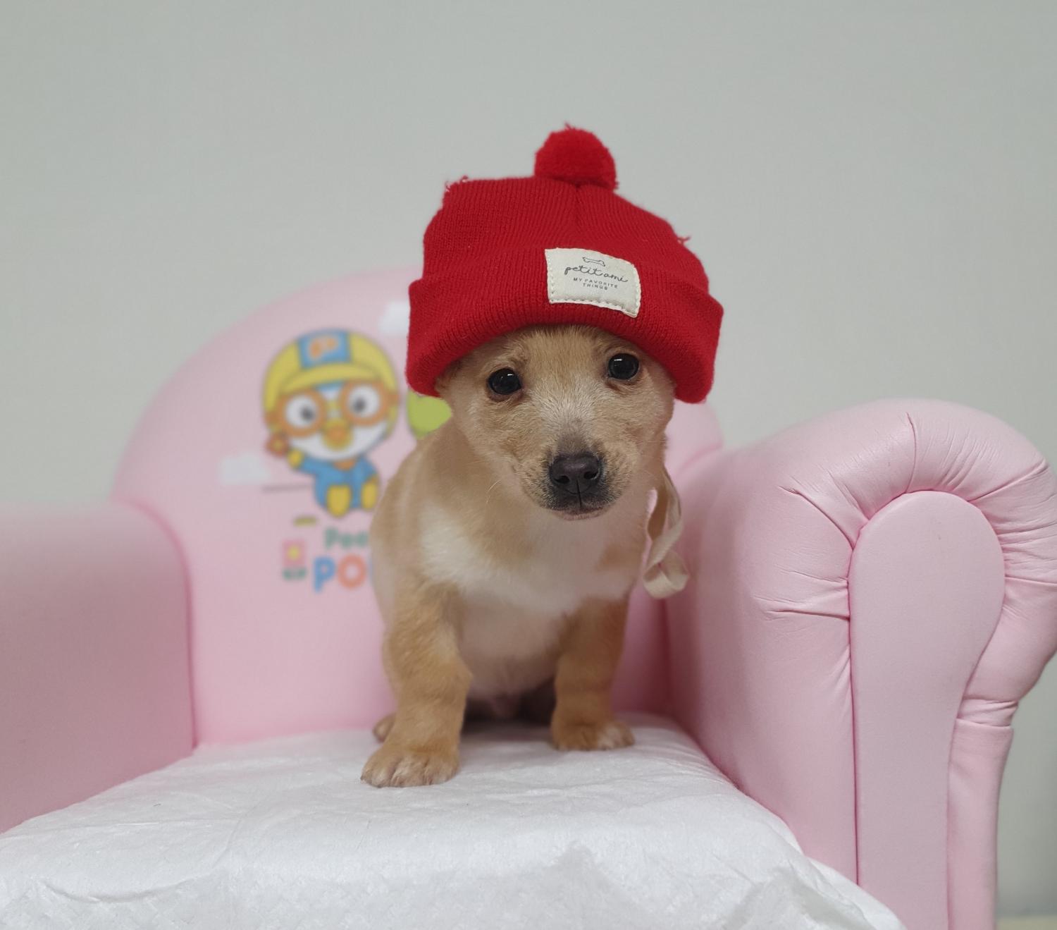 창원유기동물보호소_448567202500019