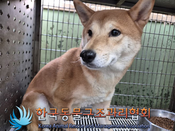 한국동물구조관리협회_411309202500002