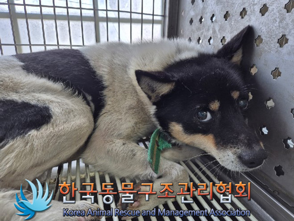 한국동물구조관리협회_441560202500023