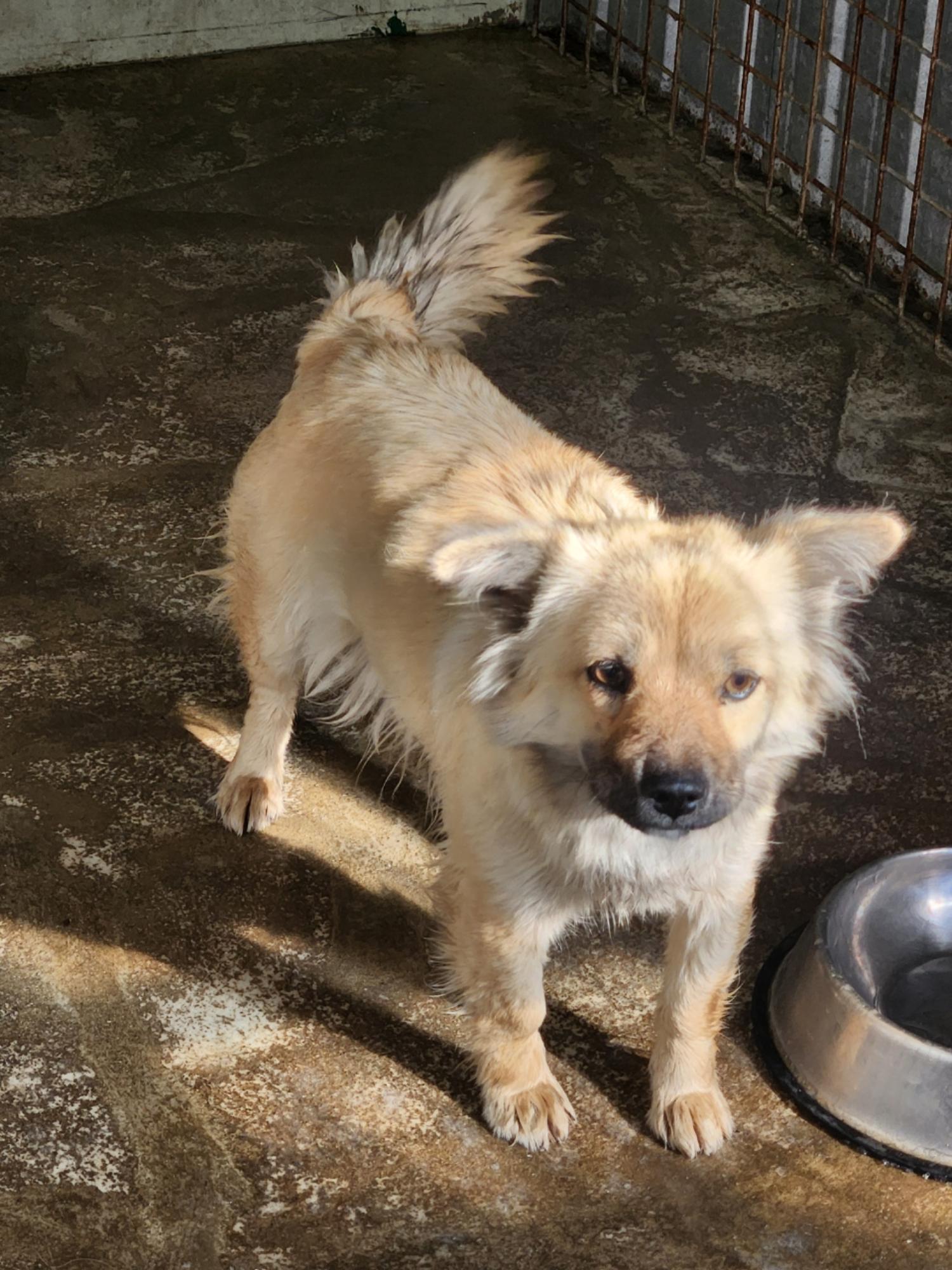 보호중 믹스견의 가…