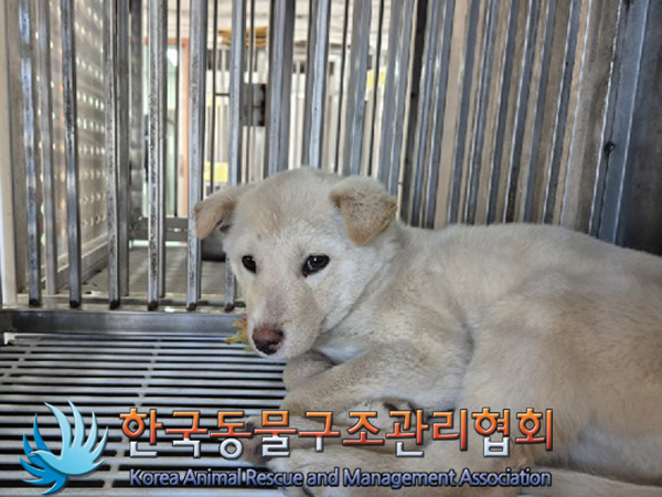 한국동물구조관리협회_441406202500020