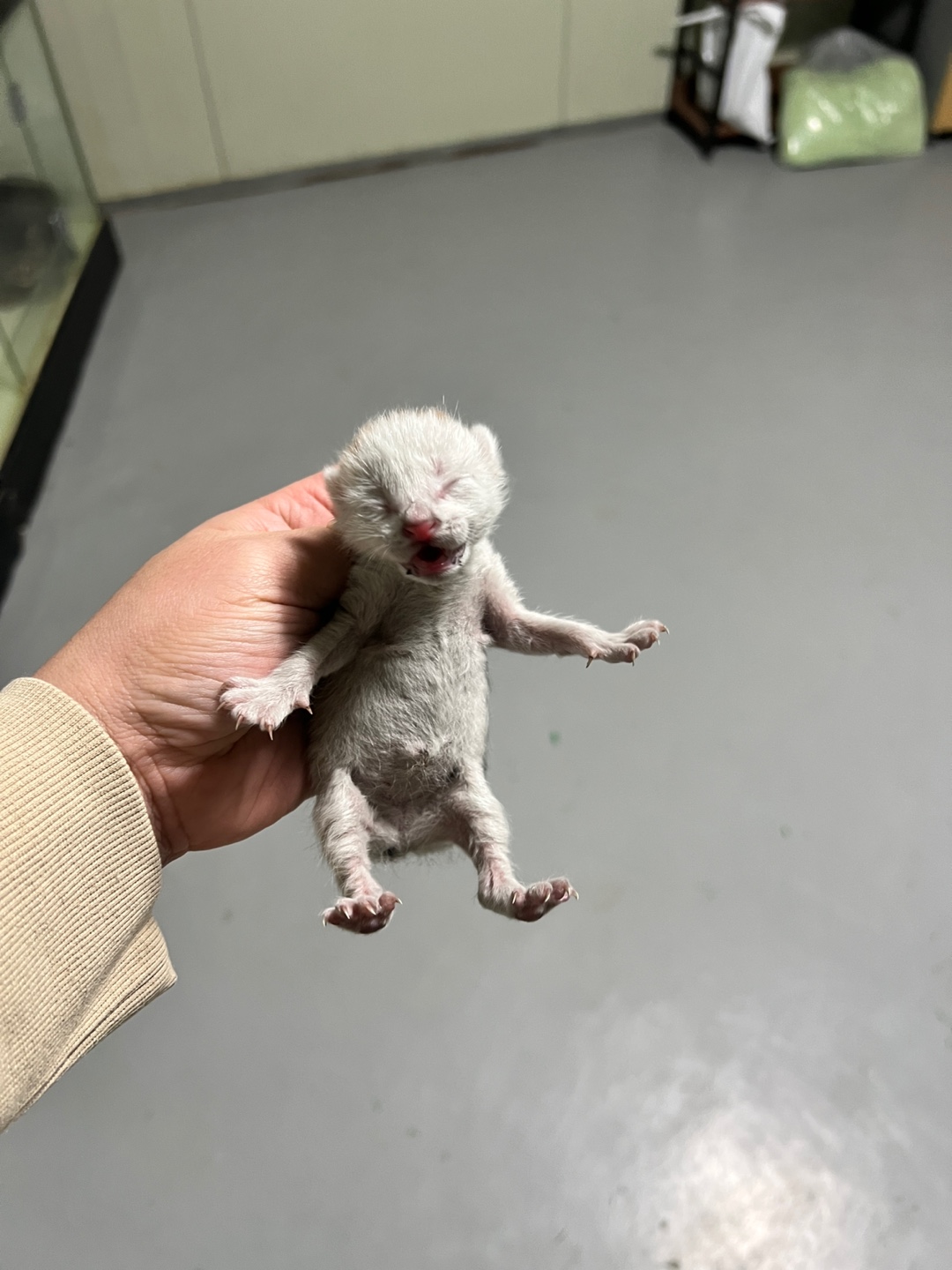 부산동물보호센터_426332202500008