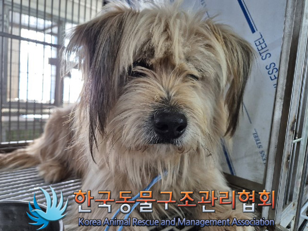 한국동물구조관리협회_441560202500027