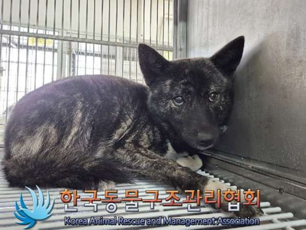 한국동물구조관리협회_441560202500028