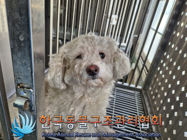보호중 믹스견의 가…