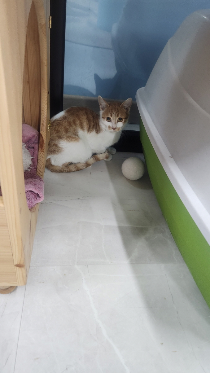 익산유기동물보호소_445468202500080