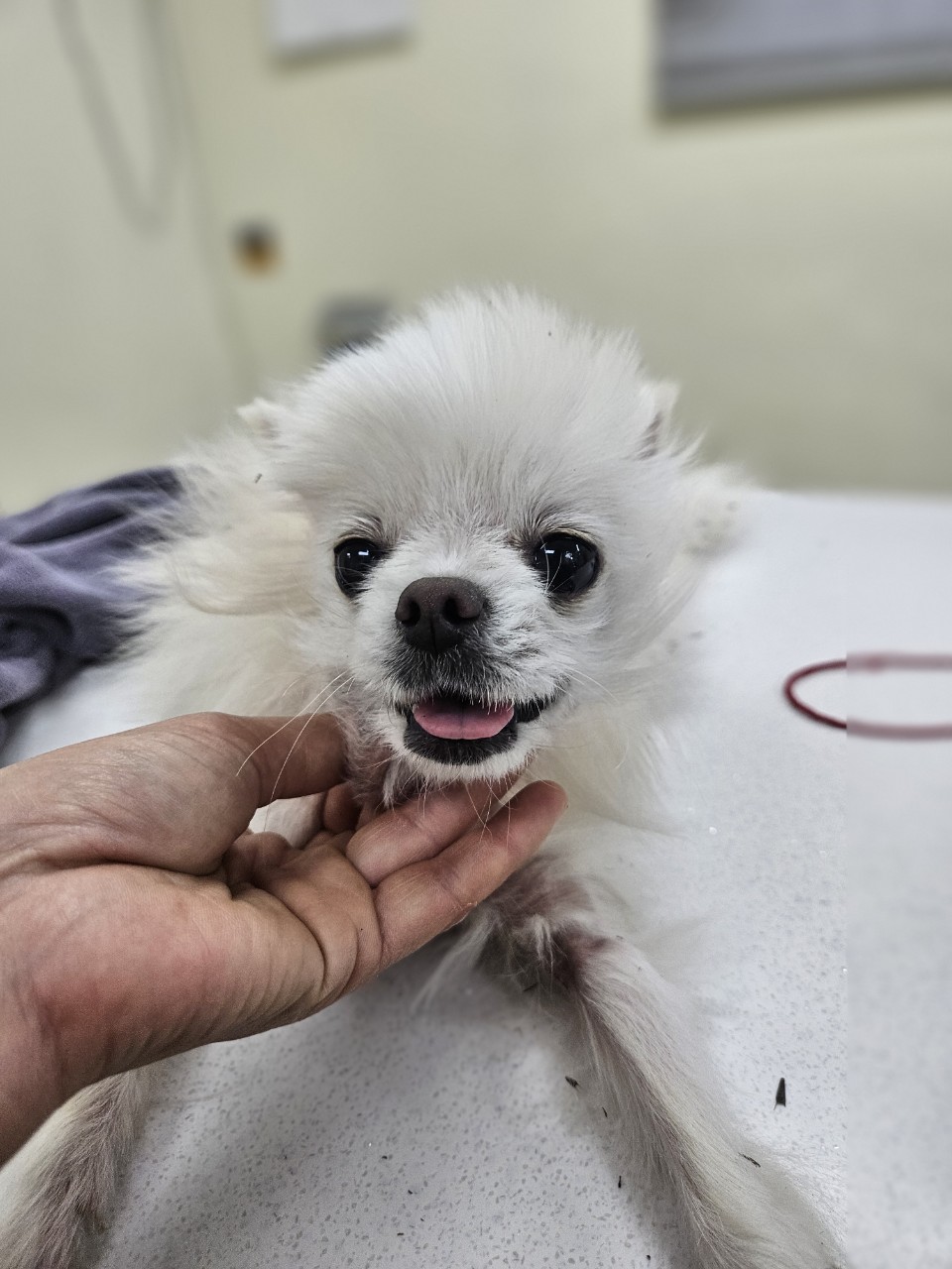 보호중 포메라니안의…