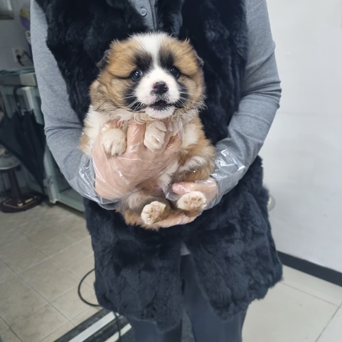 최동물병원_444462202500012