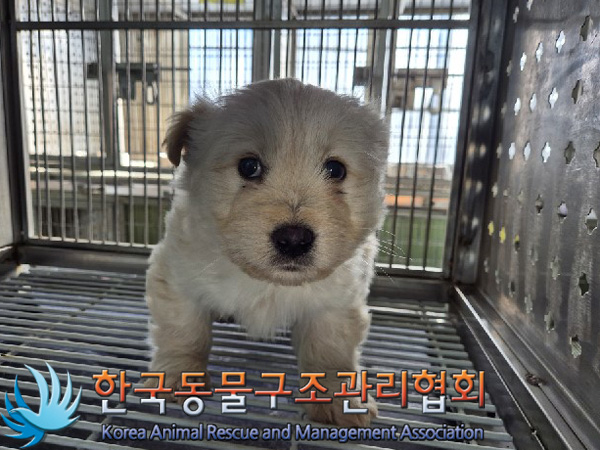 한국동물구조관리협회_441560202500030