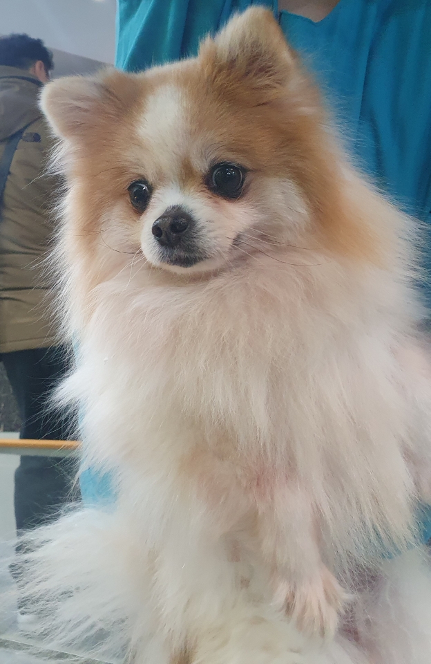 펫앤쉘터동물병원_441378202500006