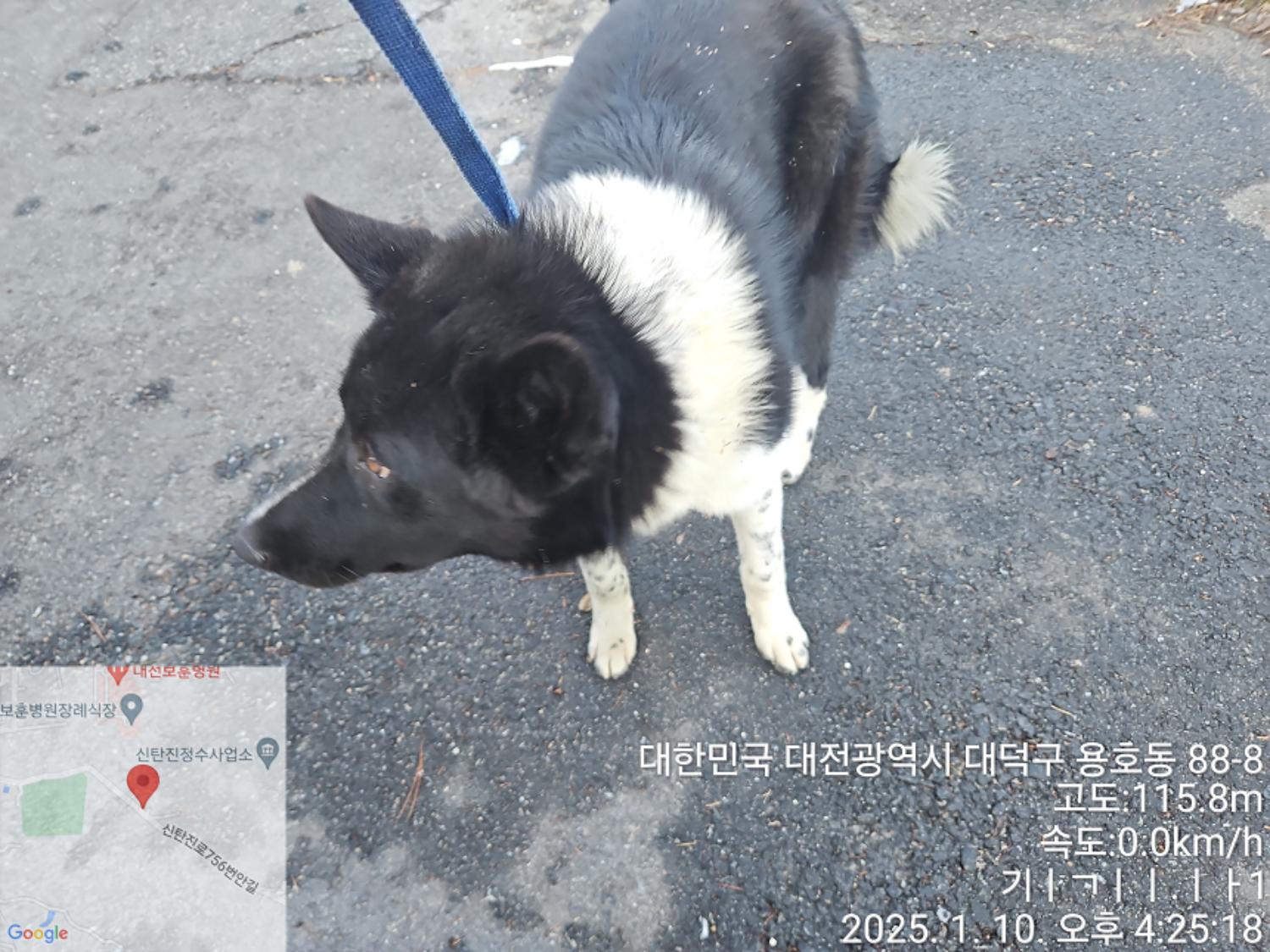 대전동물보호센터_430368202500007
