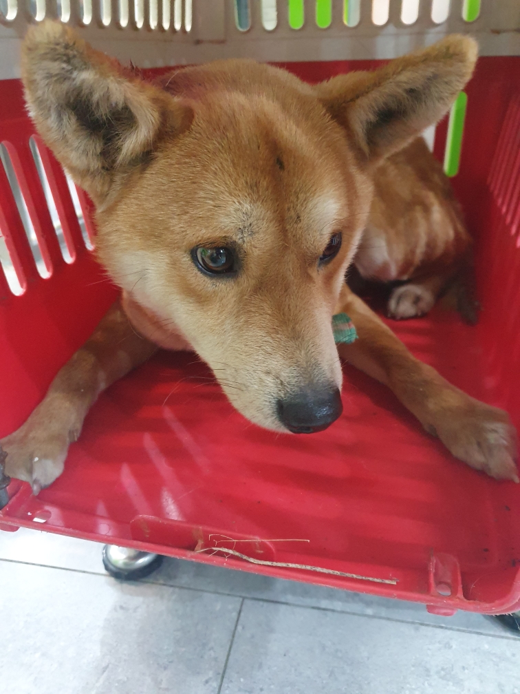 보호중 진도견의 가…