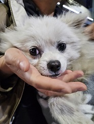 울산유기동물보호센터_431373202402138