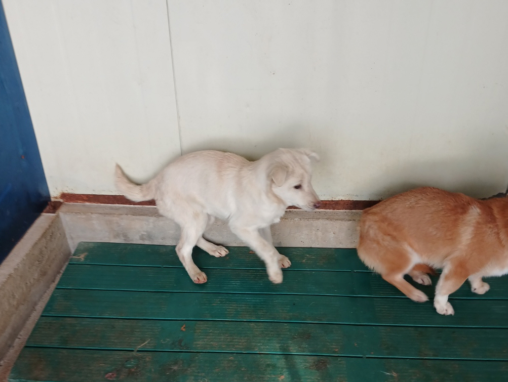 영주시 동물보호센터_447509202500010