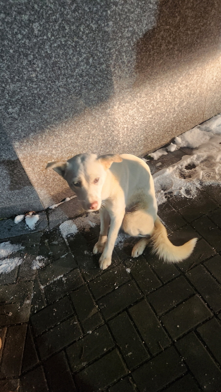 익산유기동물보호소_445468202500082