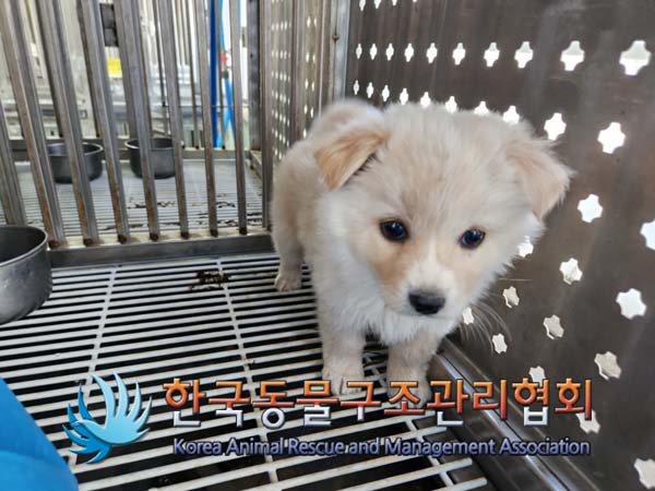 한국동물구조관리협회_441559202500013