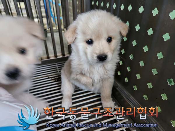 한국동물구조관리협회_441559202500015