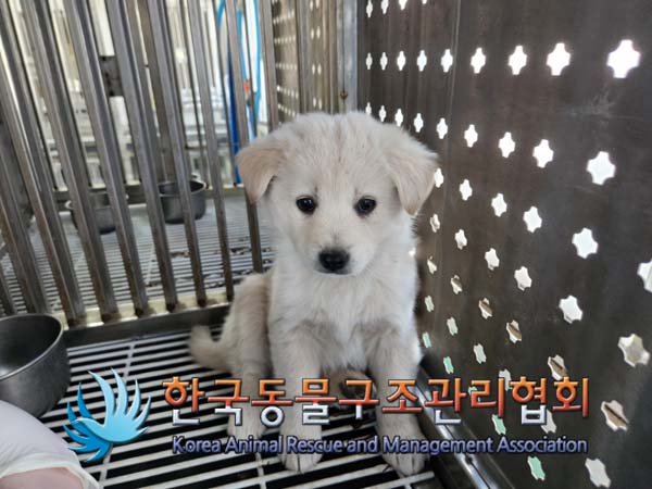 한국동물구조관리협회_441559202500014