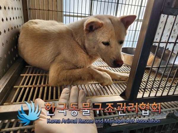 한국동물구조관리협회_441414202500004