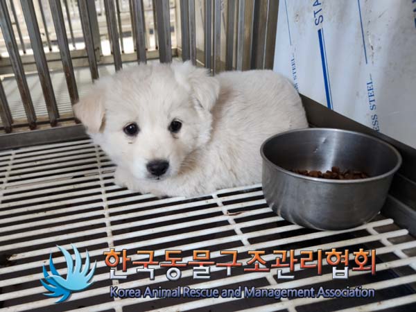 한국동물구조관리협회_441559202500017