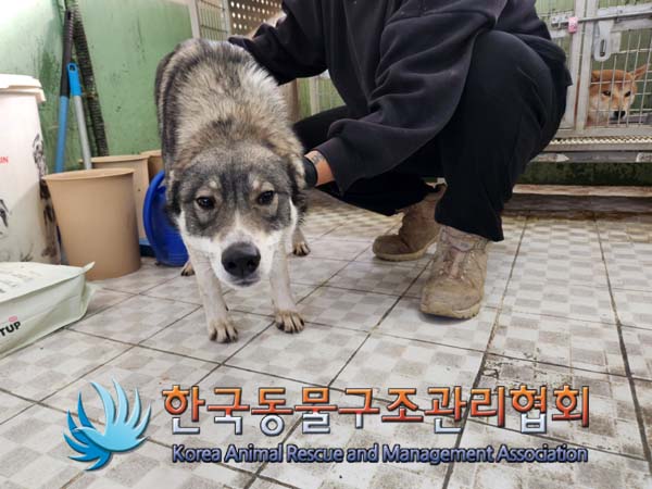 종료(반환) 믹스견…