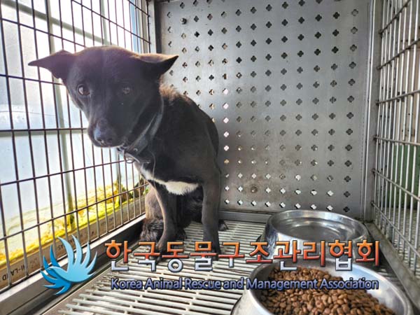 한국동물구조관리협회_441409202500027