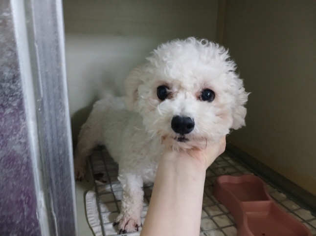 효자동물병원_445464202500030