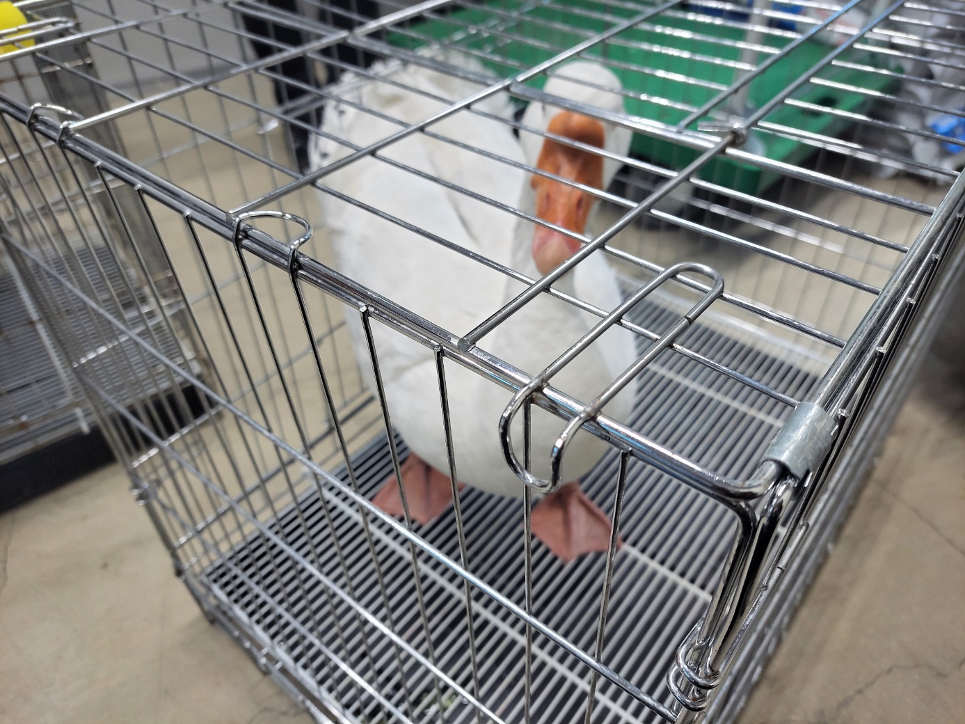 고양시동물보호센터_441394202500017