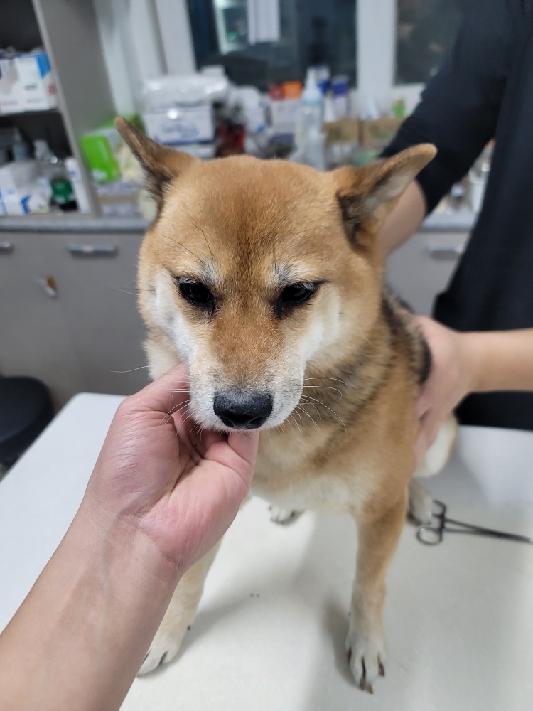 대구시수의사회(동인)_427341202500005