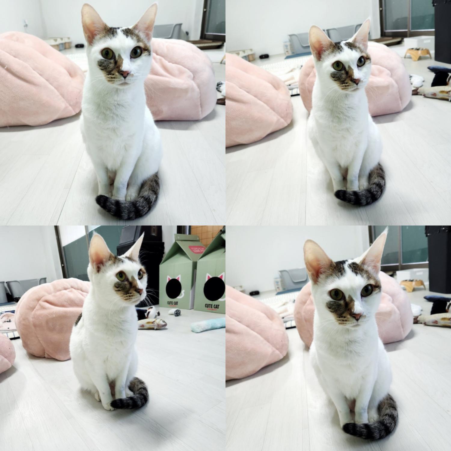 반려동물 입양센터_447508202500004