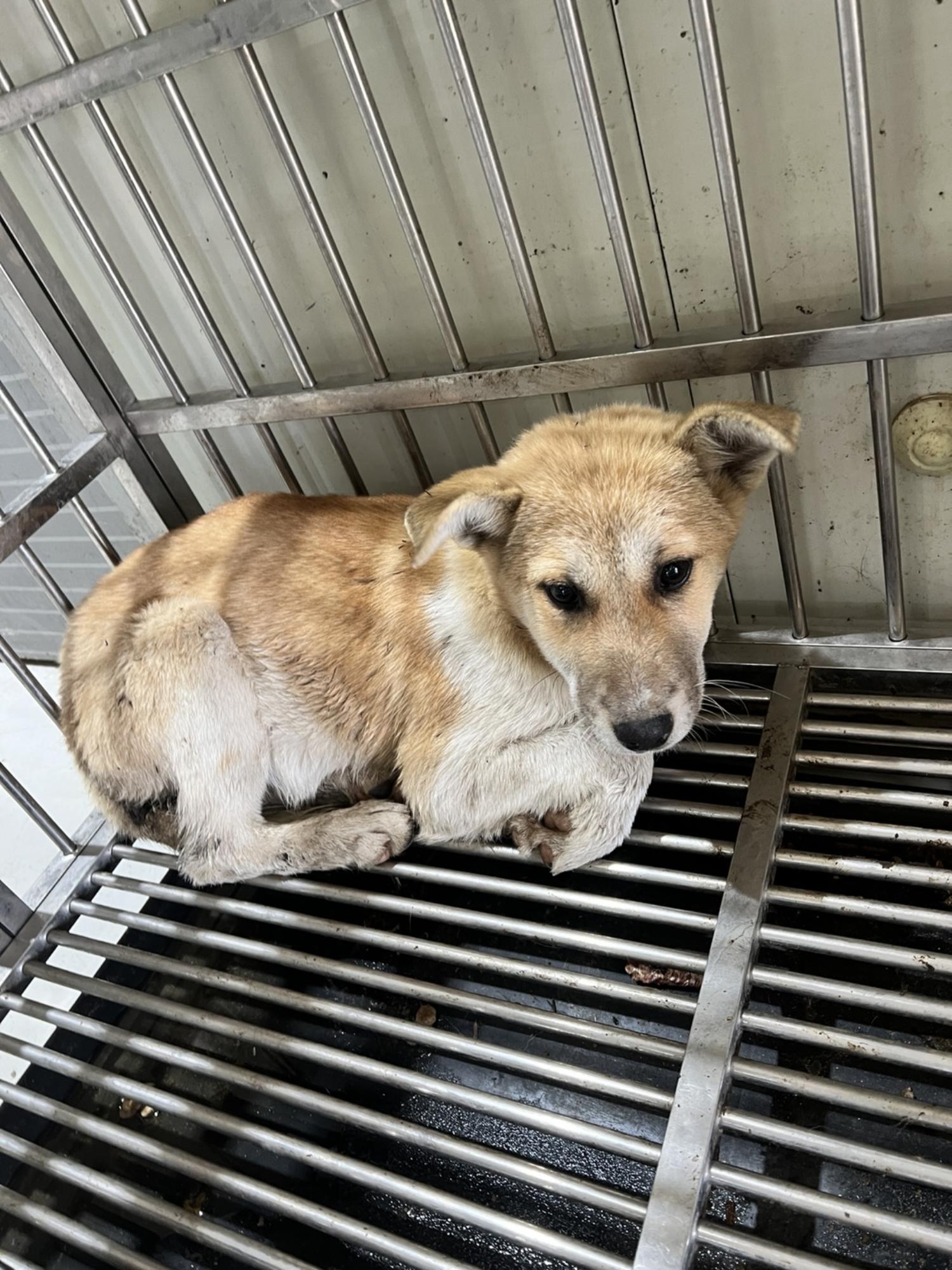 부산동물보호센터_426326202500008