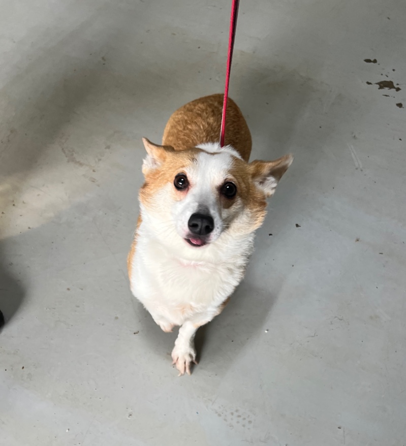 부산동물보호센터_426326202500007