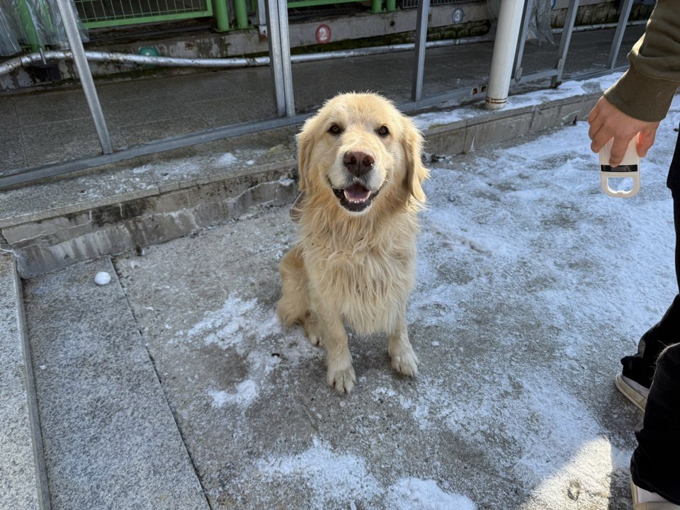 광주동물보호센터_429363202500002