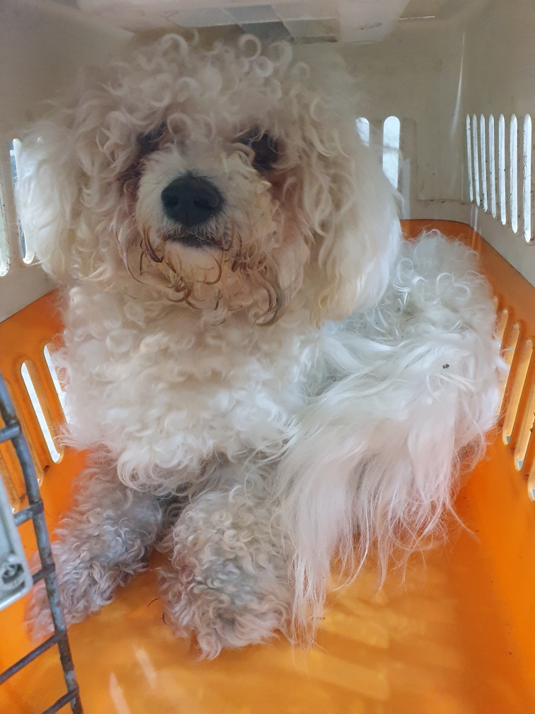 펫앤쉘터동물병원_441378202500008