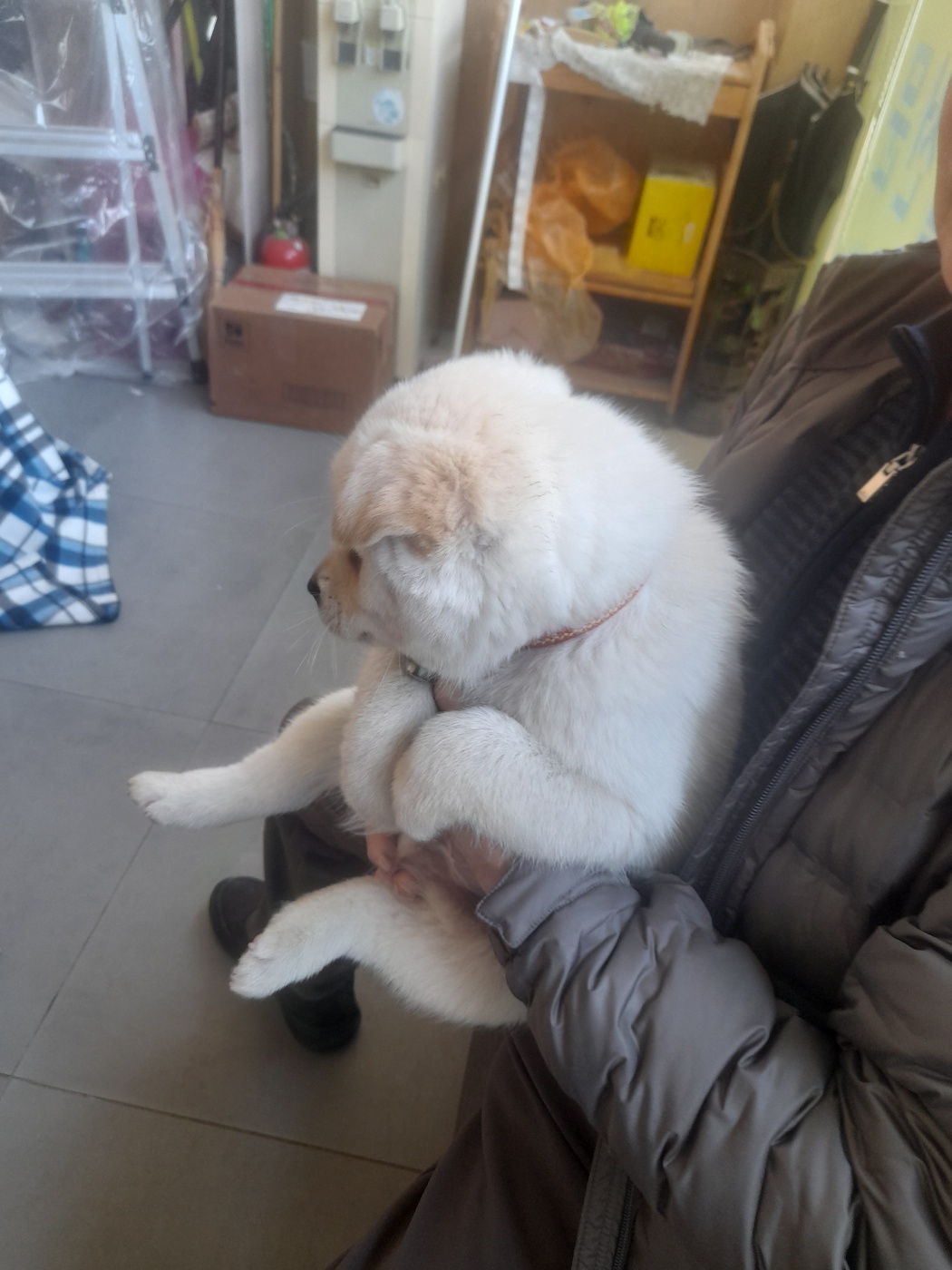 보호중 믹스견의 가…
