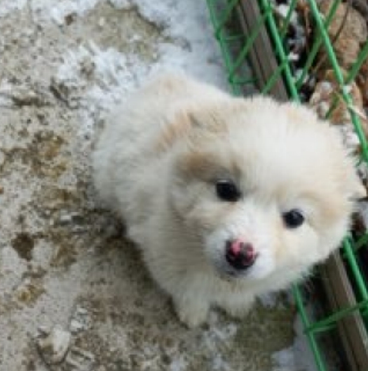 예산임시동물보호센터_444461202500001