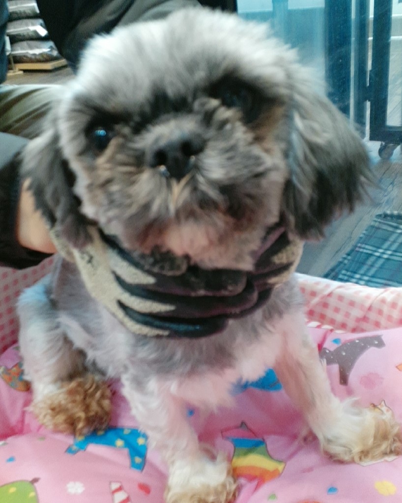 오산 유기동물보호소_441400202500013