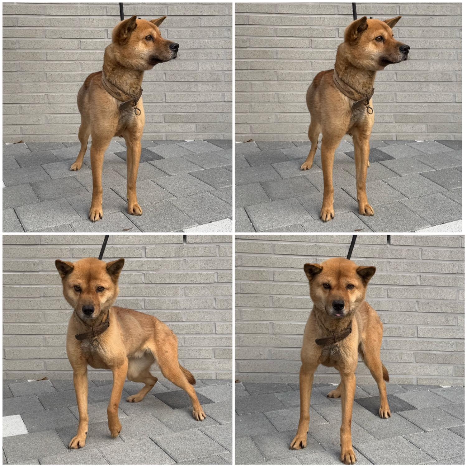 천안시 동물보호센터_444449202500006