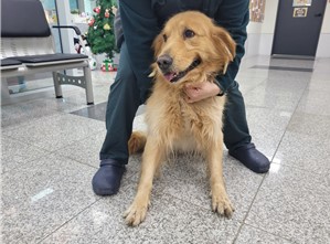 대전동물보호센터_430367202500016