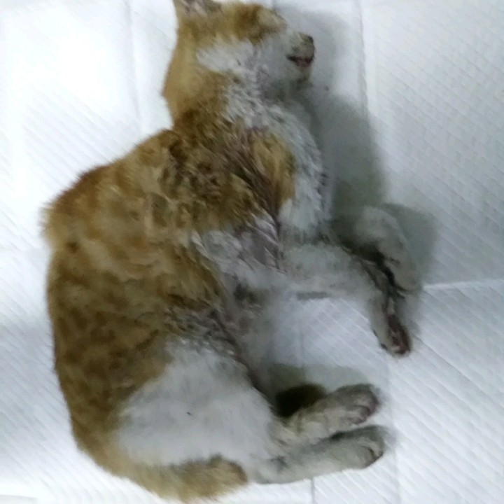 인천광역시수의사회_428351202500004