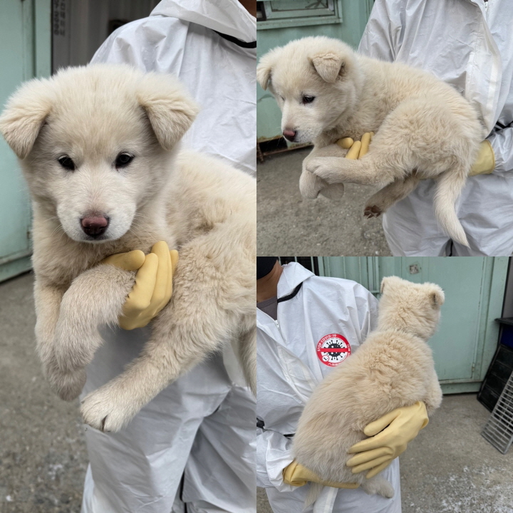 당진시동물보호소_444568202500020