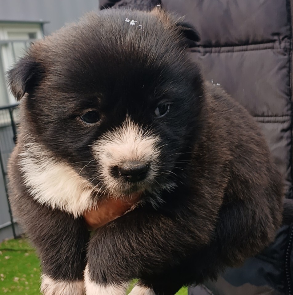 수원시 동물보호센터_441374202500011