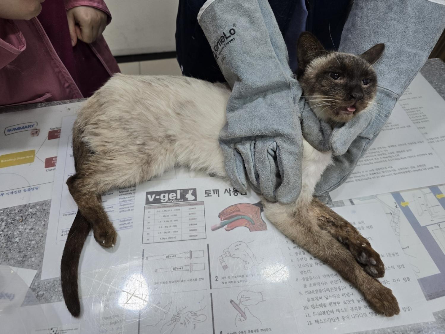 거제시유기동물보호소_448537202500017